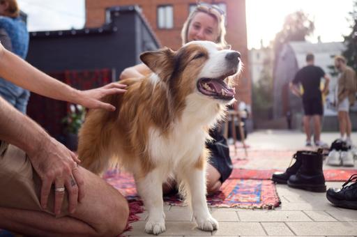 Собаки могут учить слова, подслушивая разговоры людей
