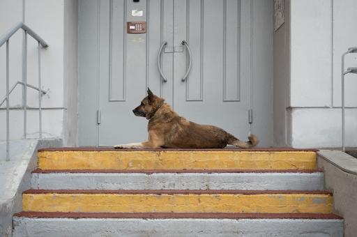 Социальный проект по бесплатной кастрации и чипированию питомцев запустили в Уфе 