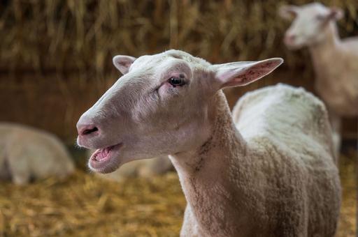 Оспа овец и коз добралась до Северной Македонии