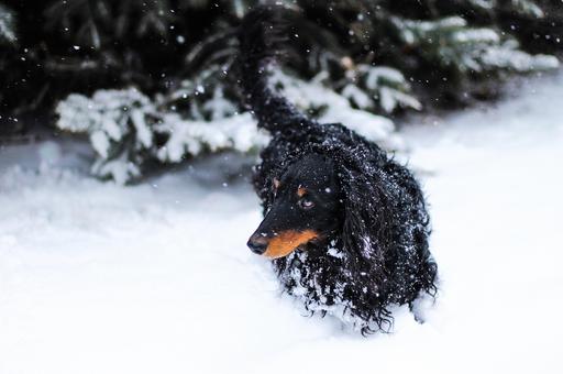 Таксы на морозе: как история с выброшенными собаками лишила псковскую чиновницу должности
