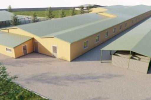 Власти Махачкалы построят крупный приют для бездомных коров и собак