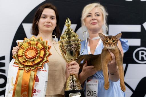 После мирового триумфа — пауза и новая цель: владелец лучшего кота планирует установить следующий рекорд