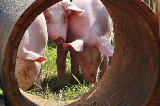 Станет ли АЧС ударом по экспорту свинины из Испании в 2026 году