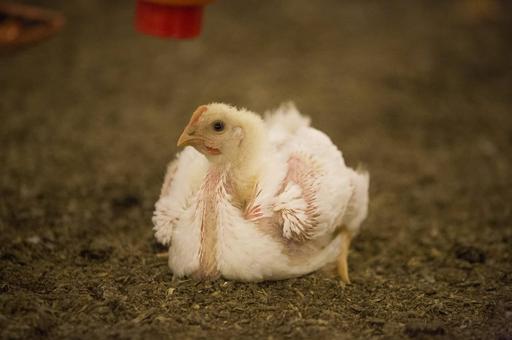 Норвегия первой в мире отказывается от быстрорастущих бройлеров