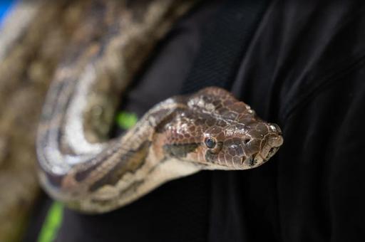 Нелегальных змей и ящериц изъяли у жителя столицы