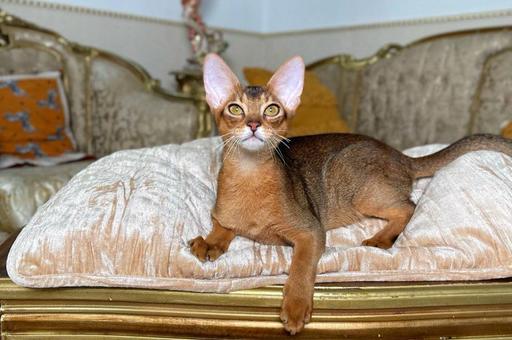 Абиссинская кошка: характер, стандарт породы и особенности содержания