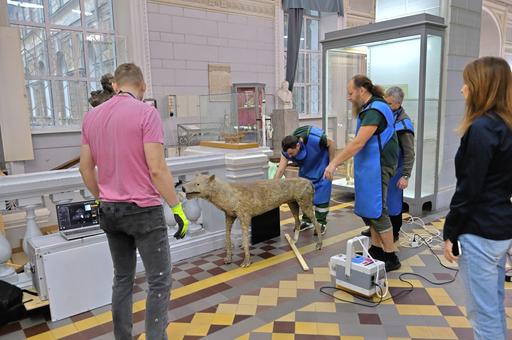 Биологи в Петербурге выяснят породы собак Петра Первого