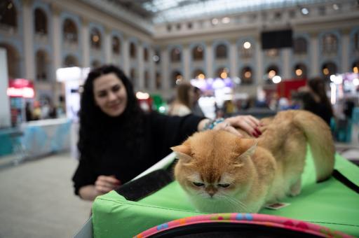Эксперт рассказал о ходе создания Центра компетенций по вопросам ответственного обращения с животными