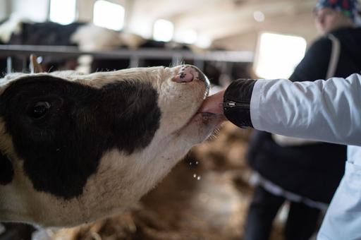 Сибиряки создали для коров кормовую добавку из ферментированной хвои