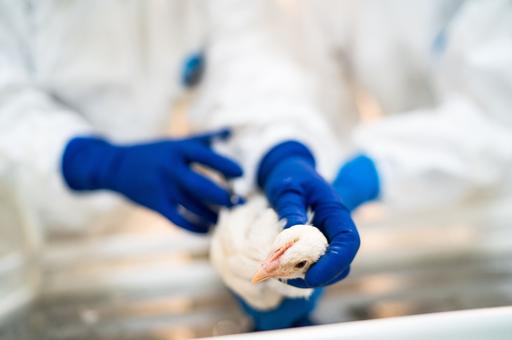 Уругвай объявил чрезвычайное положение из-за вспышек гриппа птиц