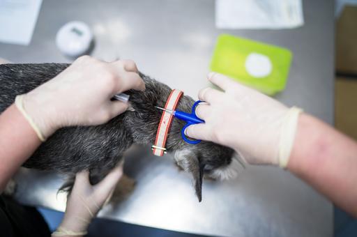 Обязательное чипирование собак вводится с мая в Тамбовской области 