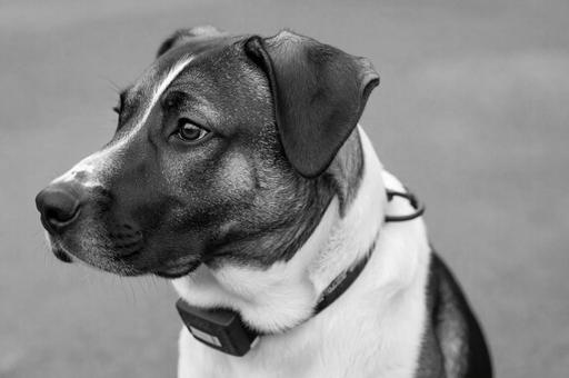 Запрет на использование электрошоковых ошейников предложили ввести в РФ