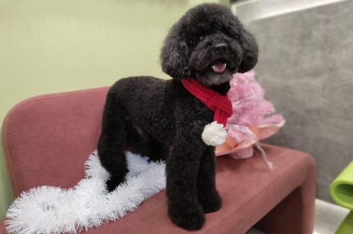 Тренды стрижек собак весны 2026 года: практичность и гармония