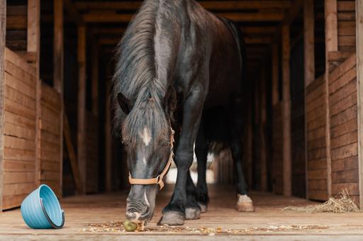 Тюремное заключение за конину: в Италии хотят запретить есть лошадей