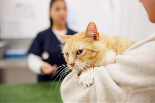 Всемирный день стерилизации животных: как операция влияет на здоровье и поведение