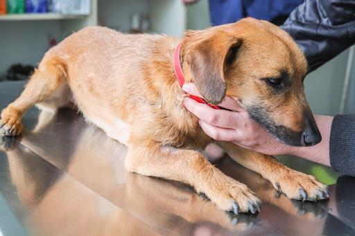 Вспышку чумки среди собак зафиксировали в Подмосковье