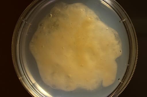 Пробиотики сельхозживотным теперь будут скармливать вместе с инновационным гелем 