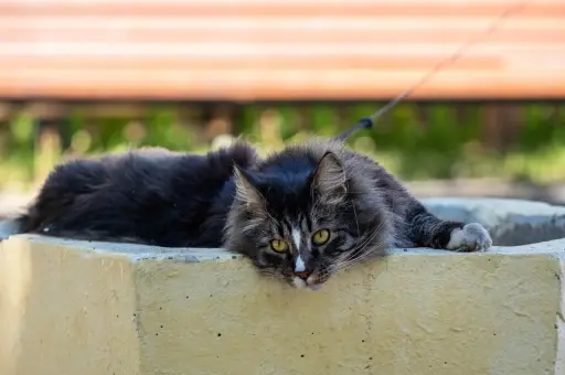 Любовь на расстоянии: в каких странах кошек предпочитают не заводить