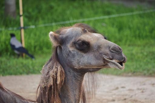 Суд в Дагестане запретил использовать верблюдов в развлекательных целях без лицензии