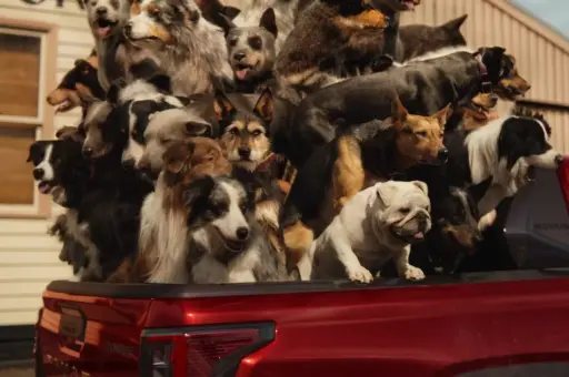 Рекламу пикапа Toyota запретили в Австралии из-за небезопасной перевозки собак