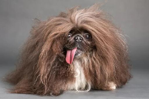 Самые уродливые собаки: повод для улыбки или тревожный сигнал кинологии