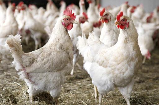 Грипп птиц вернулся в Аргентину и уронил экспорт