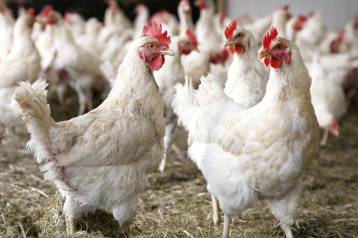 Грипп птиц вернулся в Аргентину и уронил экспорт
