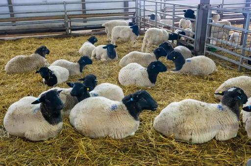 Первый в РФ селекционно-генетический центр по овцеводству создают в Калужской области