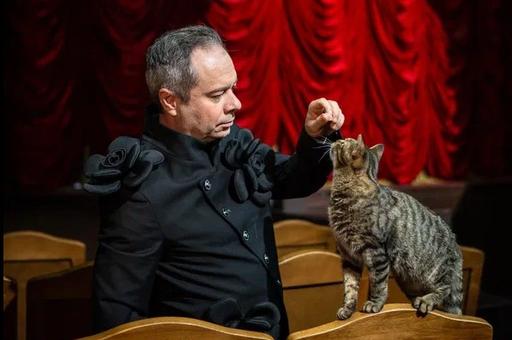 Кошка Вижа вышла в шорт-лист номинантов на «Лохматый Оскар»