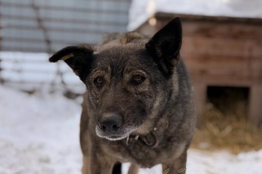 «Додо пицца» станет pet-friendly после скандала с бездомной собакой в Челябинске