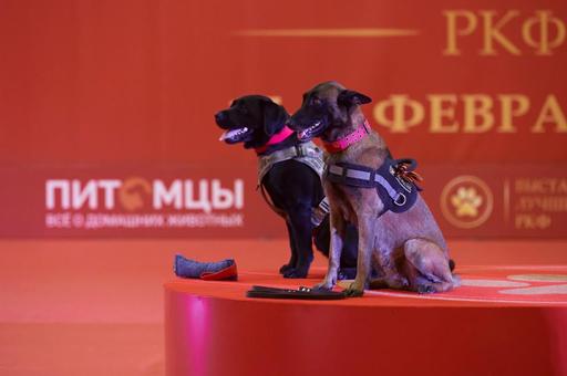 Выставка «Лучшие собаки и кошки России» пройдет в «Гостином Дворе»