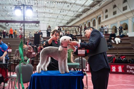 Средняя зарплата грумера в России за год выросла на 18%