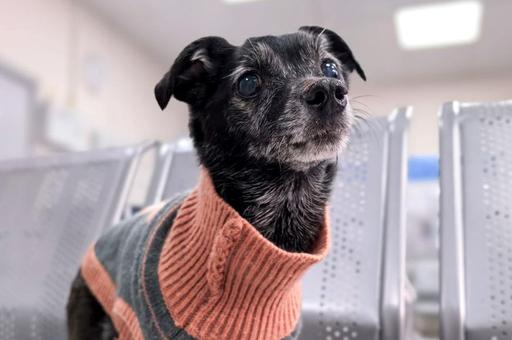 Ветеринары в Москве удалили метису тойтерьера сразу 27 больных зубов