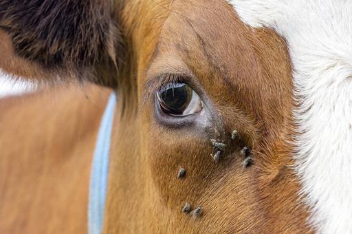 Без розовых глаз: какие проблемы со зрением у КРС чаще всего возникают весной и летом 