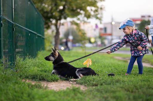 Как правильно гулять со щенком с приходом тепла