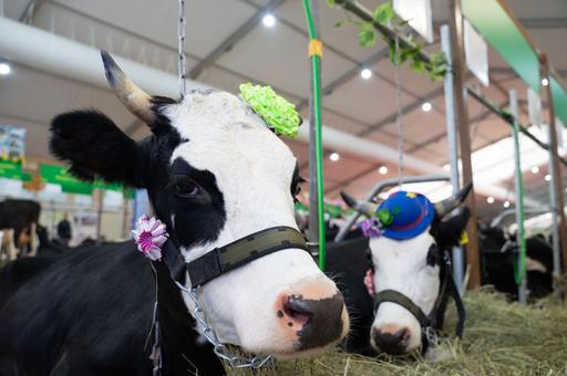 Регионы начали готовиться к созданию СРО в сфере племенного животноводства