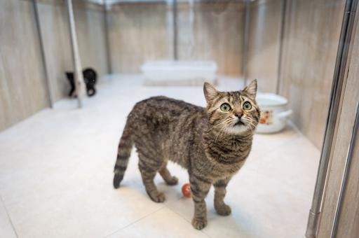 Лимит на собак и кошек введут в Татарстане