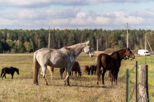 Цифровую платформу для геномной селекции лошадей создают в России