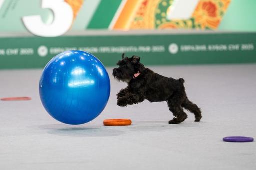 Правда об IQ собак: 5 домашних тестов и один популярный миф