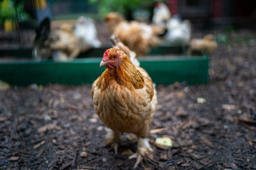 Более 4 млн птиц уничтожили в Польше с начала года из-за гриппа