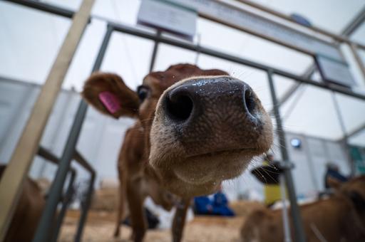 Завести скот после пастереллеза новосибирские фермеры смогут через 4–6 месяцев