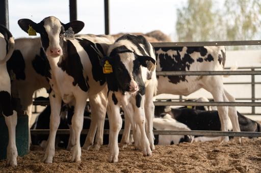 Гиповитаминоз С у телят: когда молодняку нужна аскорбинка 