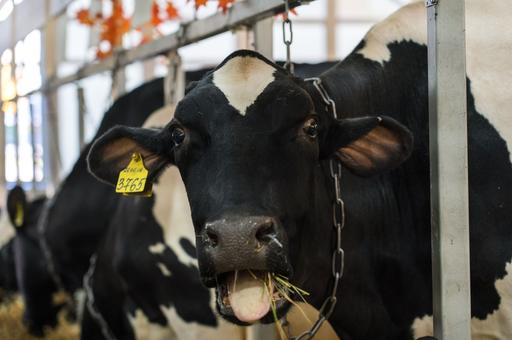 Россельхознадзор отмечает рост отказов фермеров от вакцинации животных в Приморье