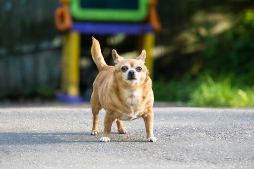 Как помочь собаке сбросить вес после зимы
