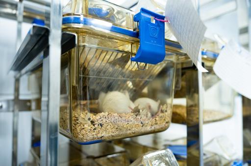 Университет биотехнологий запустил SPF-виварий