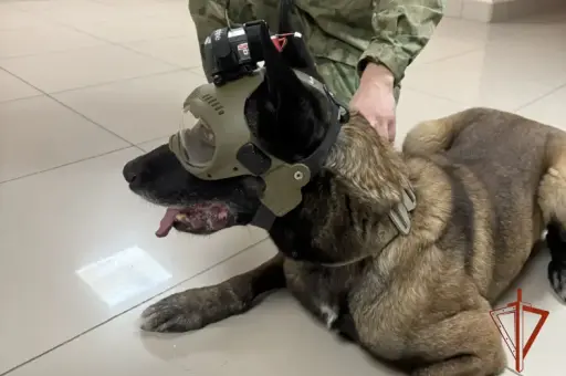 Кинологи Росгвардии в Новосибирске создали шлем с камерой для служебных собак
