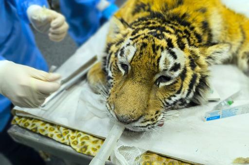 Более 190 редких животных спасли при помощи ветеринаров в России в 2025 году