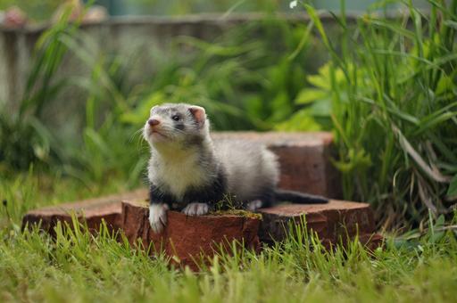 Жизнь с хорьком: когда в квартире появляется свой маленький гений хаоса