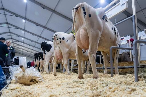 Как организовать ветеринарный контроль на молочной ферме: советы практика