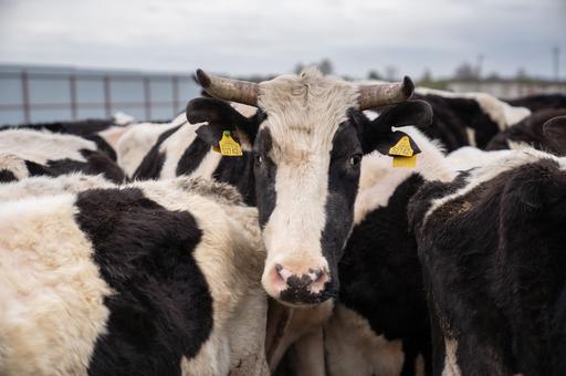 Крупную вспышку ящура зарегистрировали в Китае